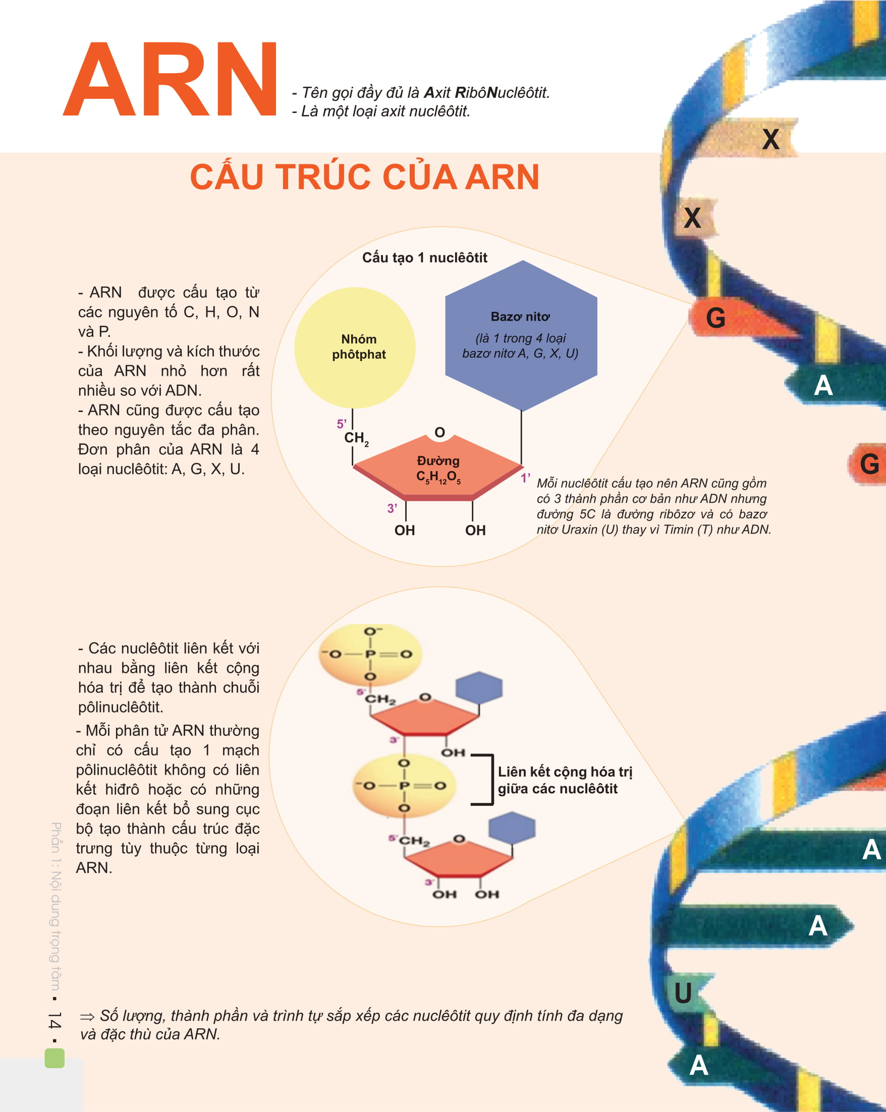 Combo Đột phá 8+ Môn Toán tập 1, Sinh học