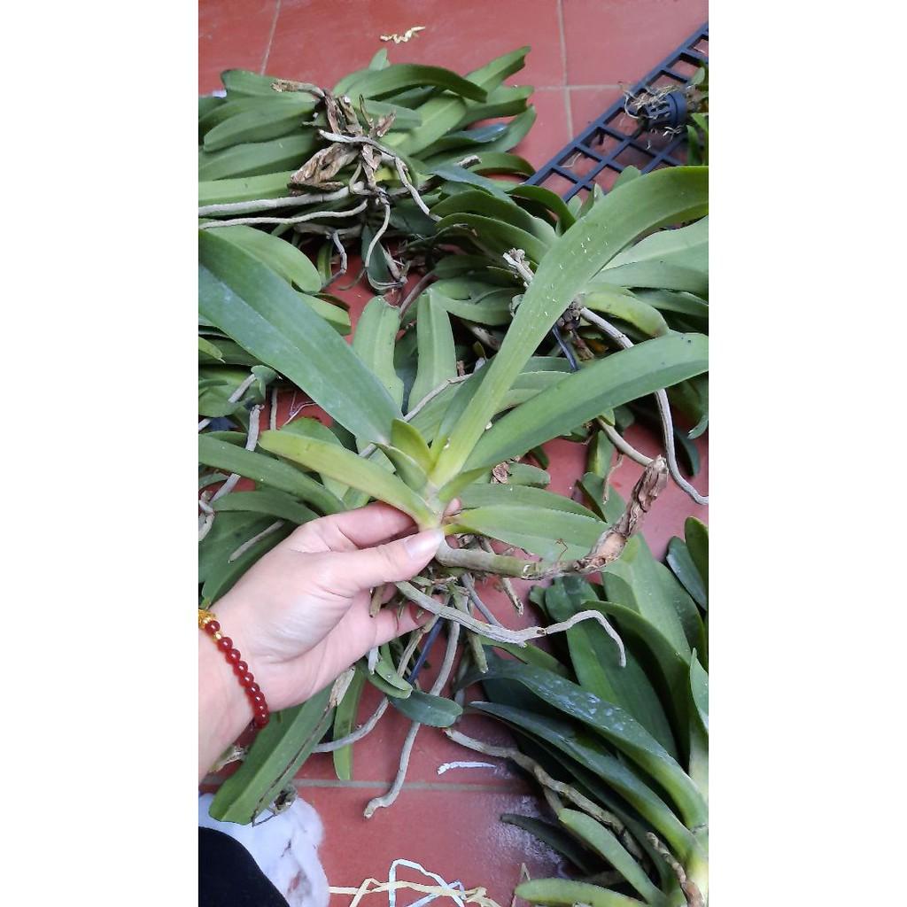 Hoa phong lan đai châu rừng bóc trụ , cây cực đẹp