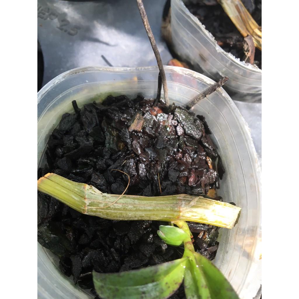 Kei giống lan giả hạc cao 1-3 cm