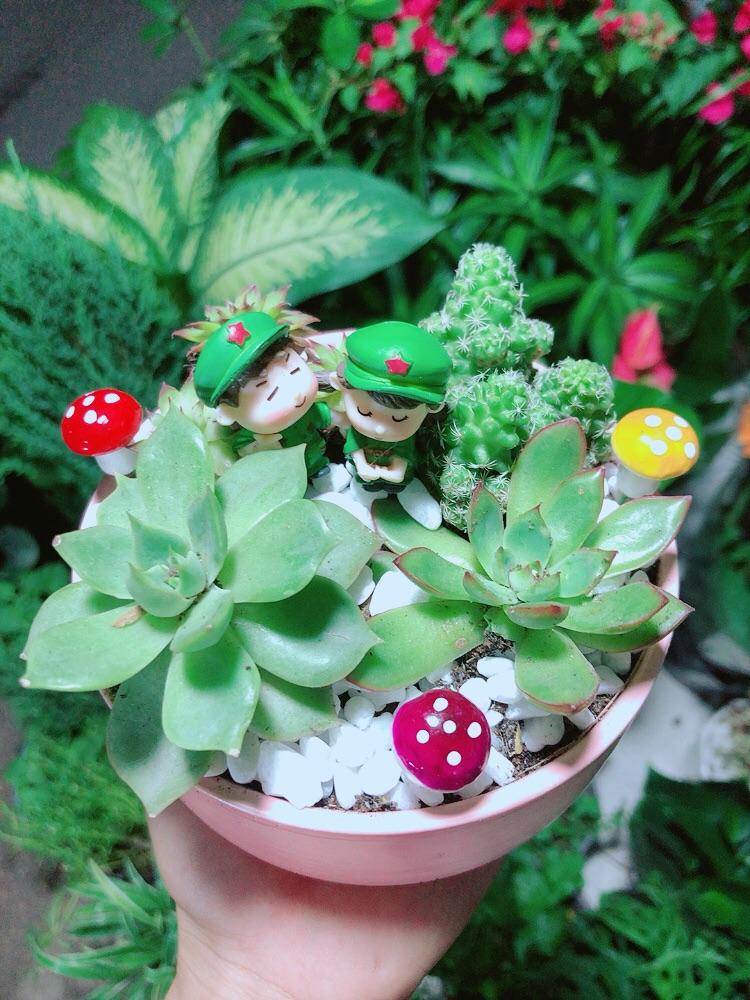 Chậu Cây Sen Đá Xương Rồng Tiểu Cảnh