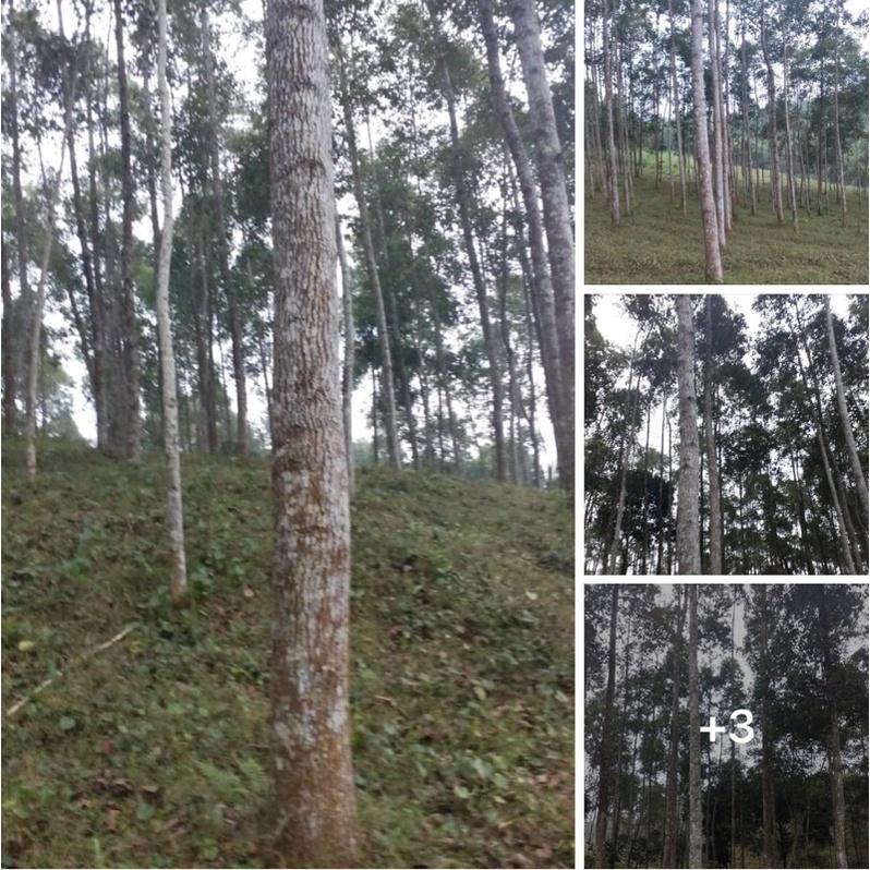 Cây Gù Hương còn gọi là là xá xị. gù hương, xá xị, cây gù hương