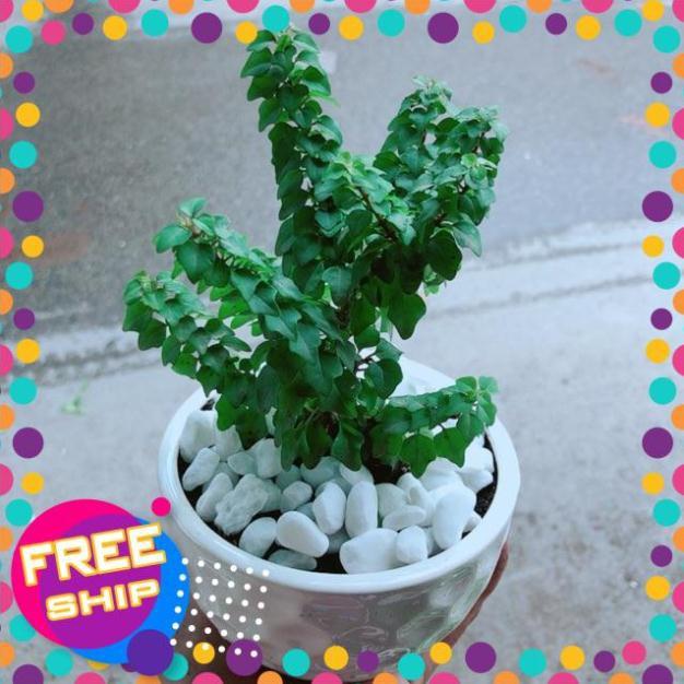 Chậu Cây Vân Sam