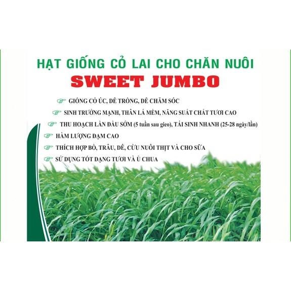 Hạt Giống Cỏ Sweet Jumbo - Cỏ Họ Ngô (Gói 1kg)