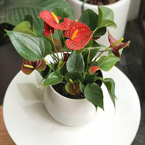 Chậu Hồng Môn