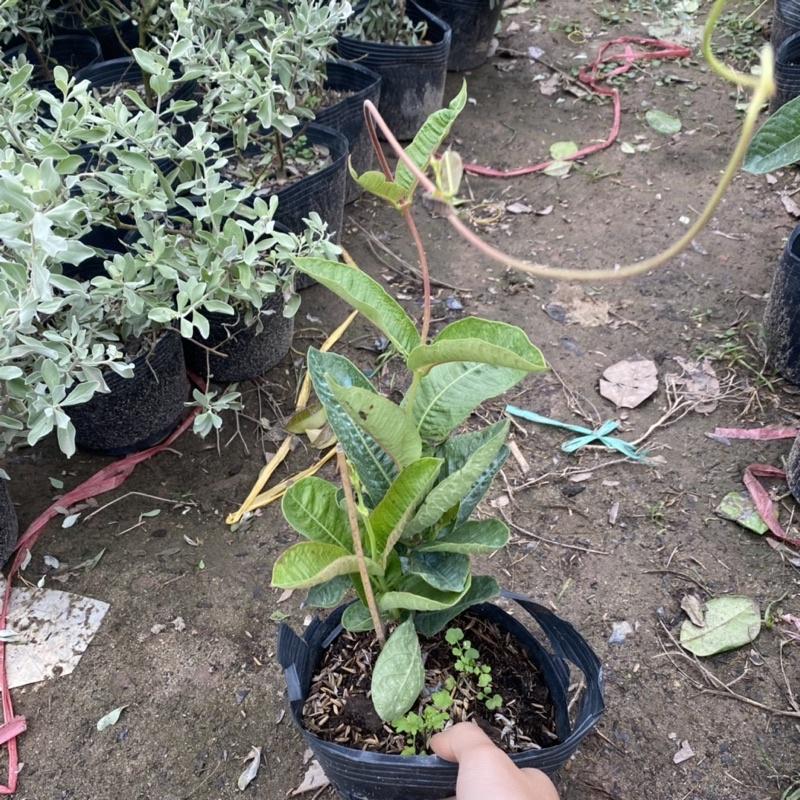 Cây mai xanh thái giống trồng trong bịch đen thích hợp trang trí ban công sân vườn