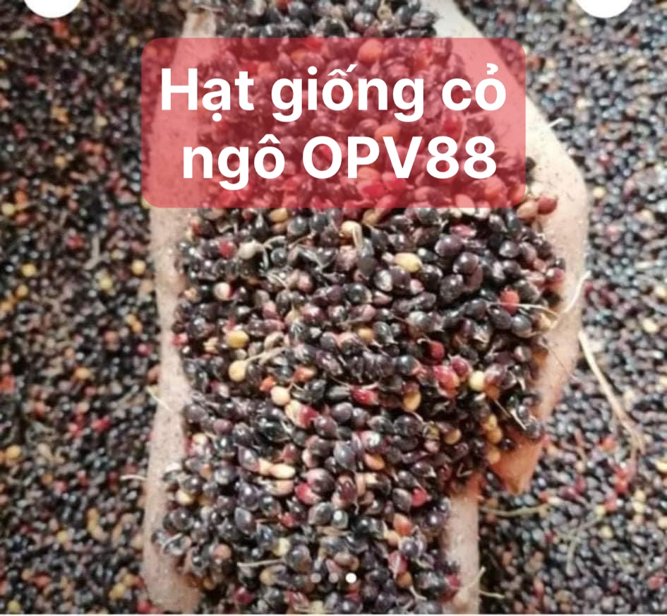 Combo 3 loại hạt giống cỏ chăn nuôi