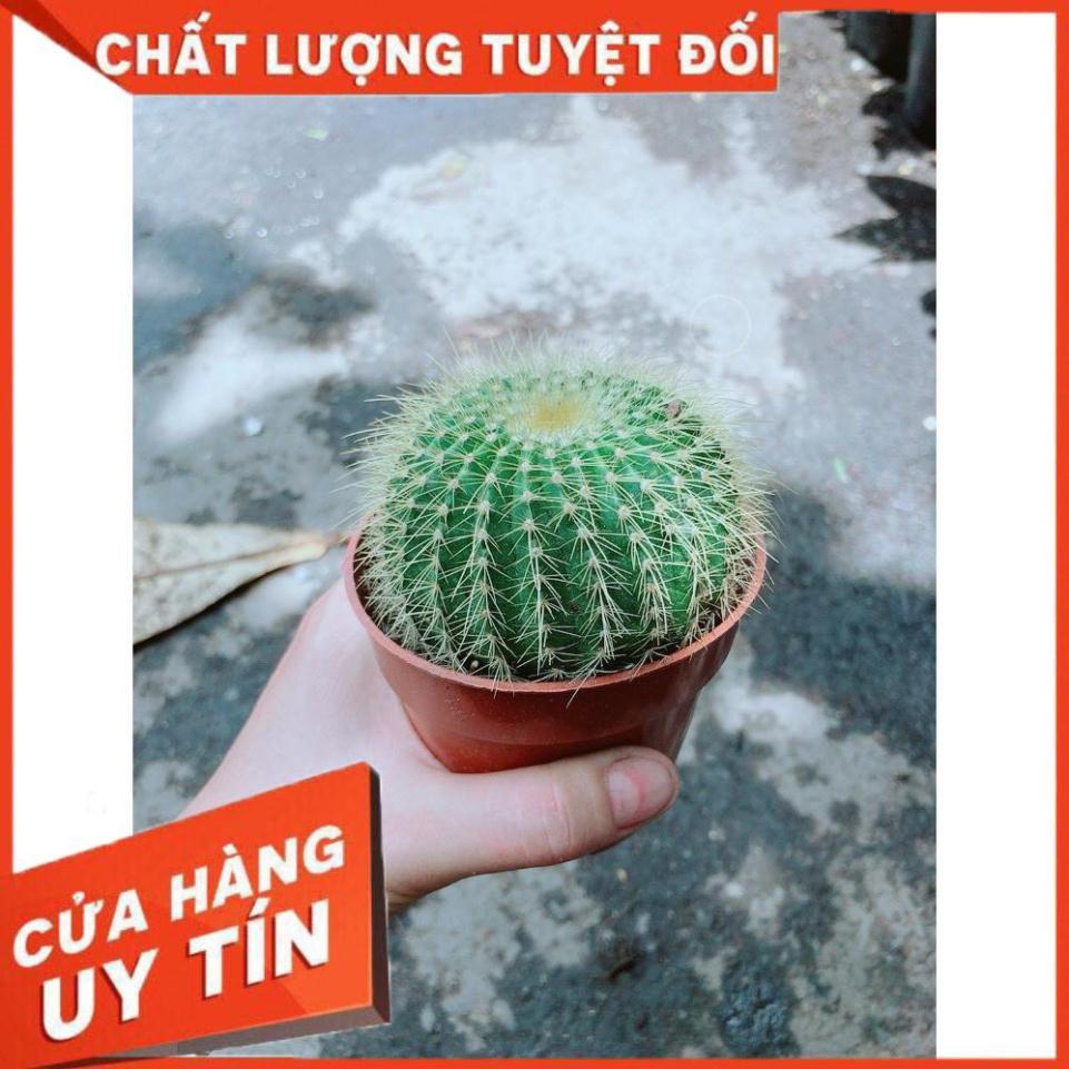 Xương Rồng Kim Hổ Nhiều Người Mua