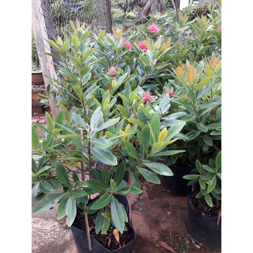 CÂY HOÀN NGỌC   FREESHIP EXTRA + HOÀN XU EXTRA ]