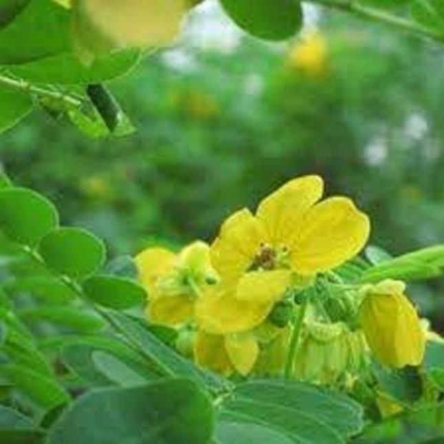 CÂY GIỐNG MUỒNG LÁ LẠC,Muồng Hoa Vàng CÂY SIÊU ĐẸP