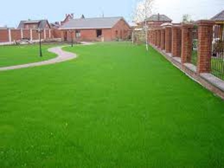 Gói 50 gram.Hạt giống cỏ nhung nhật ,cỏ thảm,lá dài 2cm