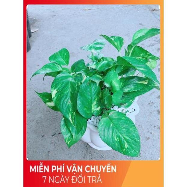 Chậu Trầu Bà Xanh