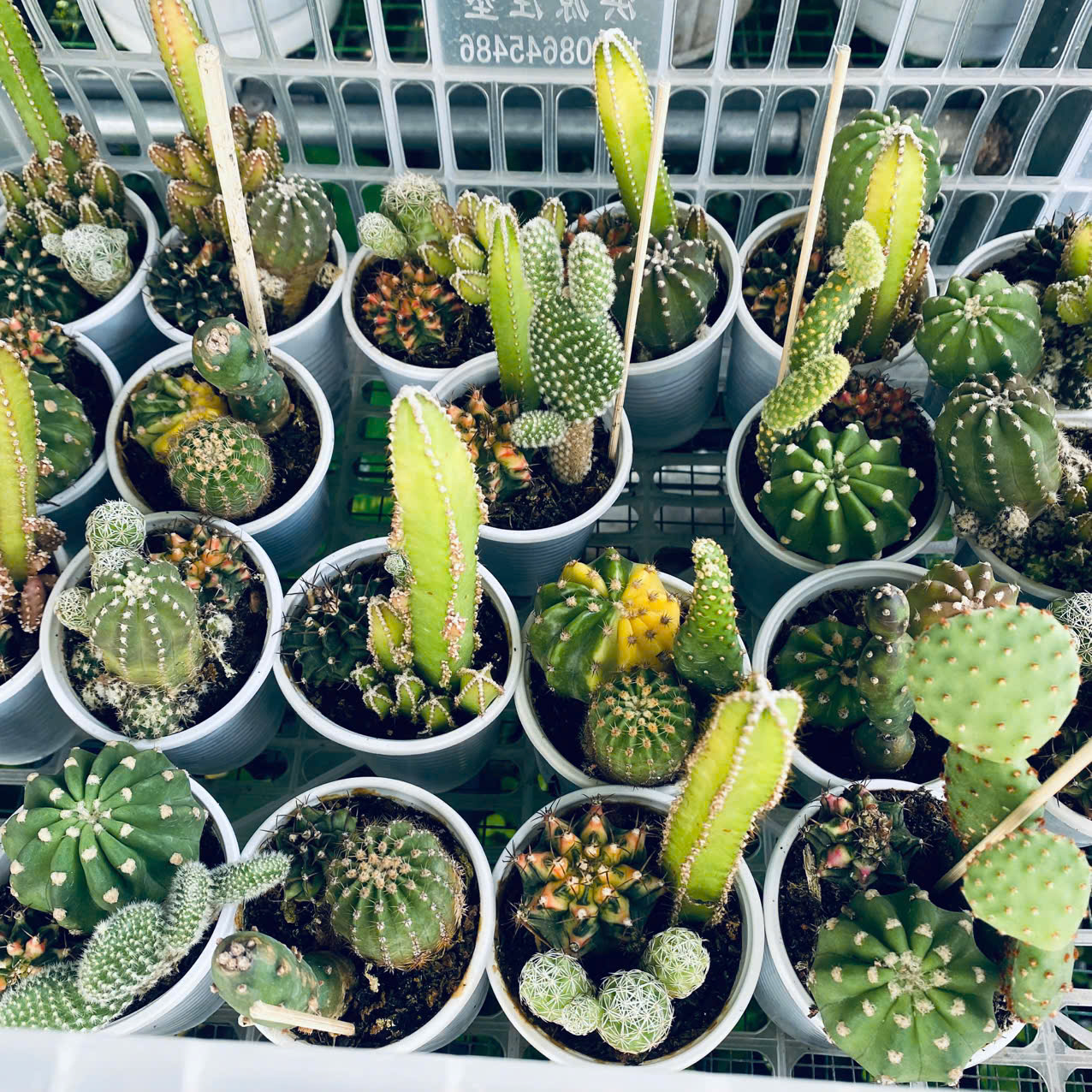 Xương Rồng Mix 3 Loại Chậu 6.5cm – Combo Cây Mini Dễ Thương Dễ Chăm, giao ngẫu nhiên Mam Xinh