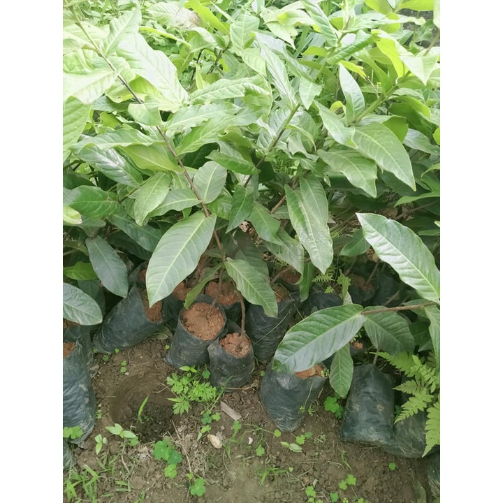 Cây Giống Giáng Hương