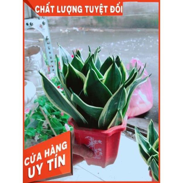 Chậu Lưỡi Hổ Thái Xanh