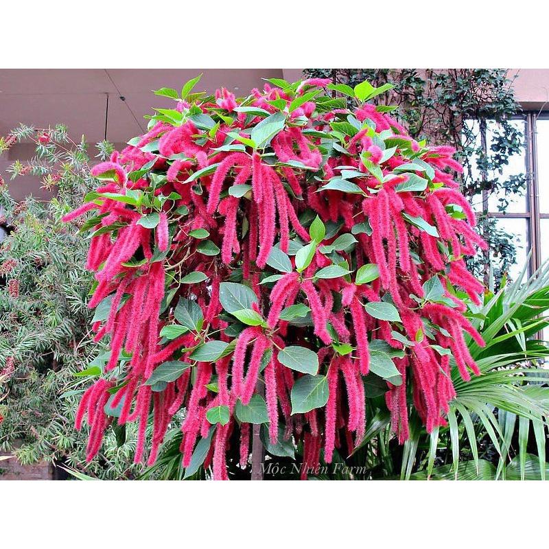 Hạt giống hoa Tai Tượng Đuôi Chồn Đỏ KNS3685 - Gói 30 hạt