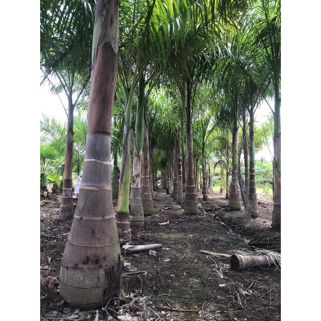 Cây giống Cau Vua
