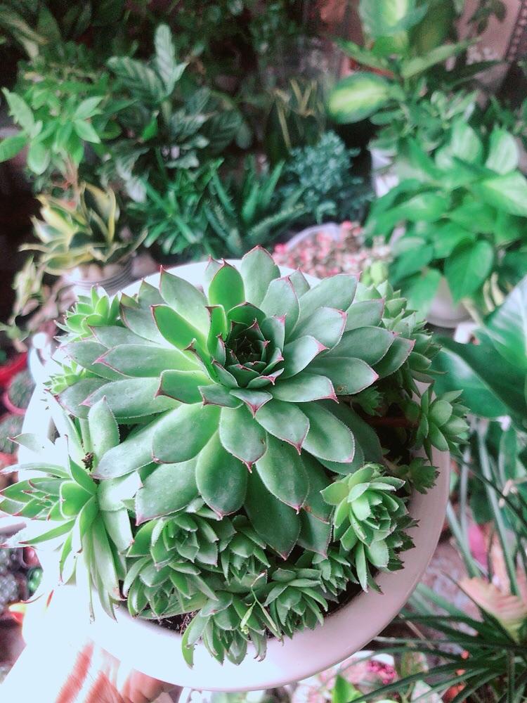 Chậu Cây Phật Bà Xanh