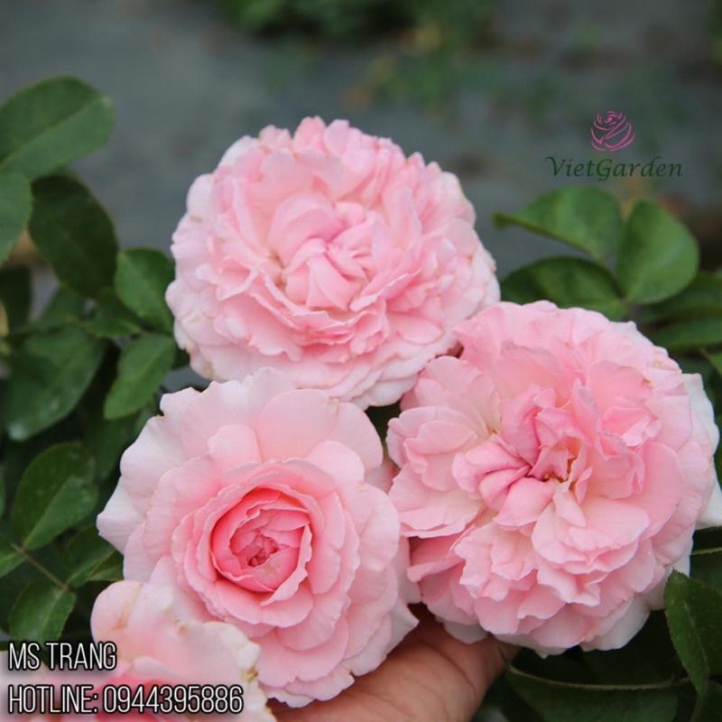Hoa hồng Miranda rose - hồng bụi, hoa to, thơm