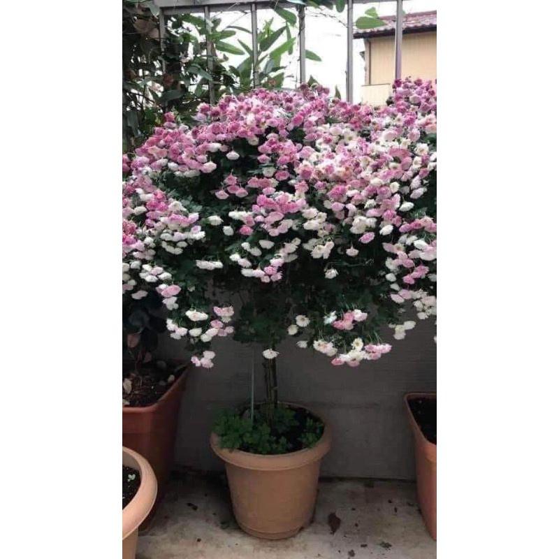 Cúc mâm xôi nhật đổi màu