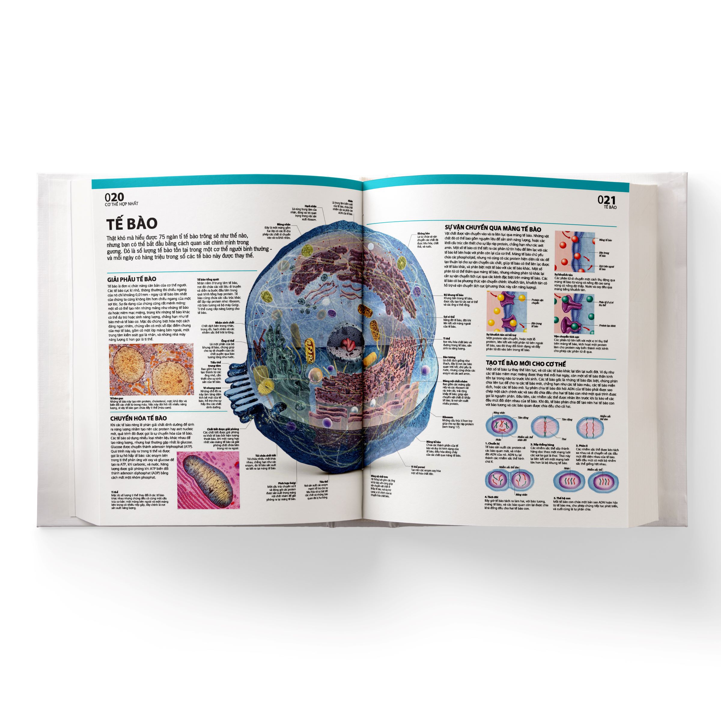 Sách Atlas Giải Phẫu Cơ Thể Người