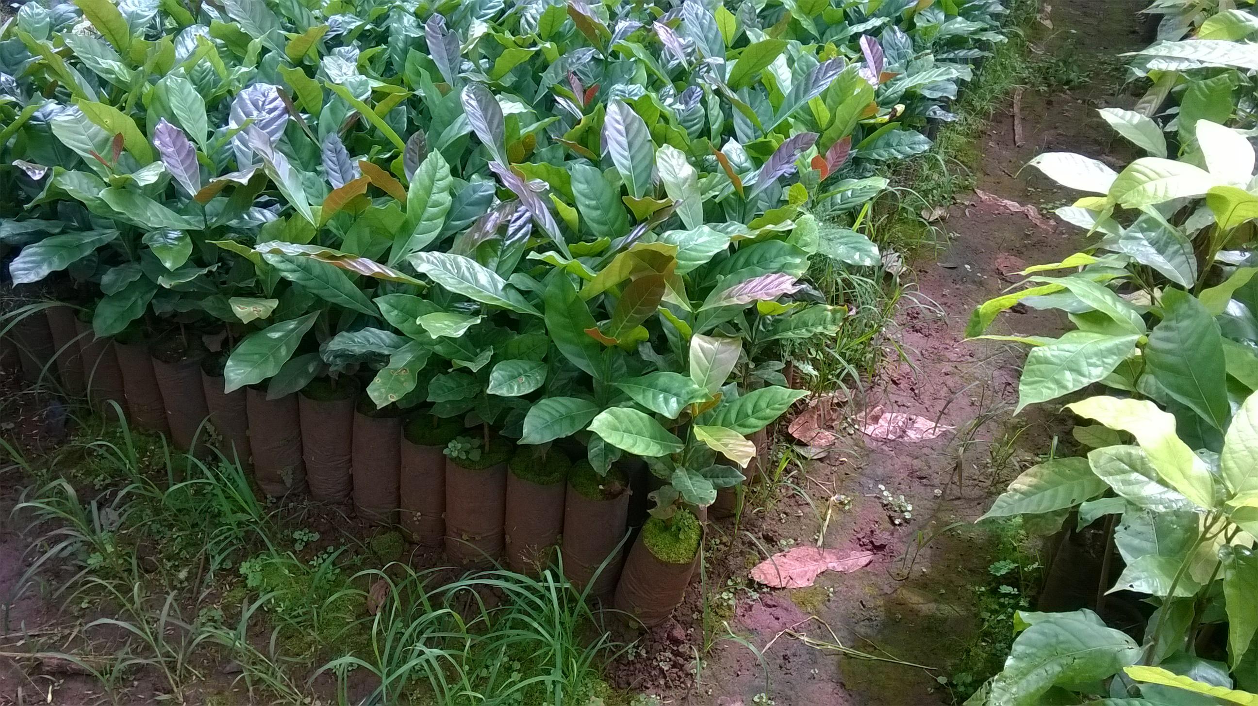 200 GRAM HẠT GIỐNG CÀ PHÊ vối cao sản TR9 .