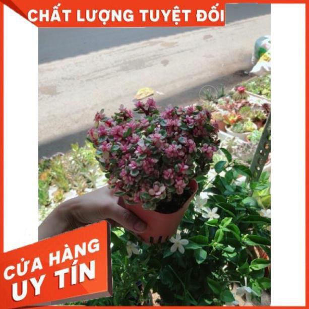 Cây đô la hồng giống mới