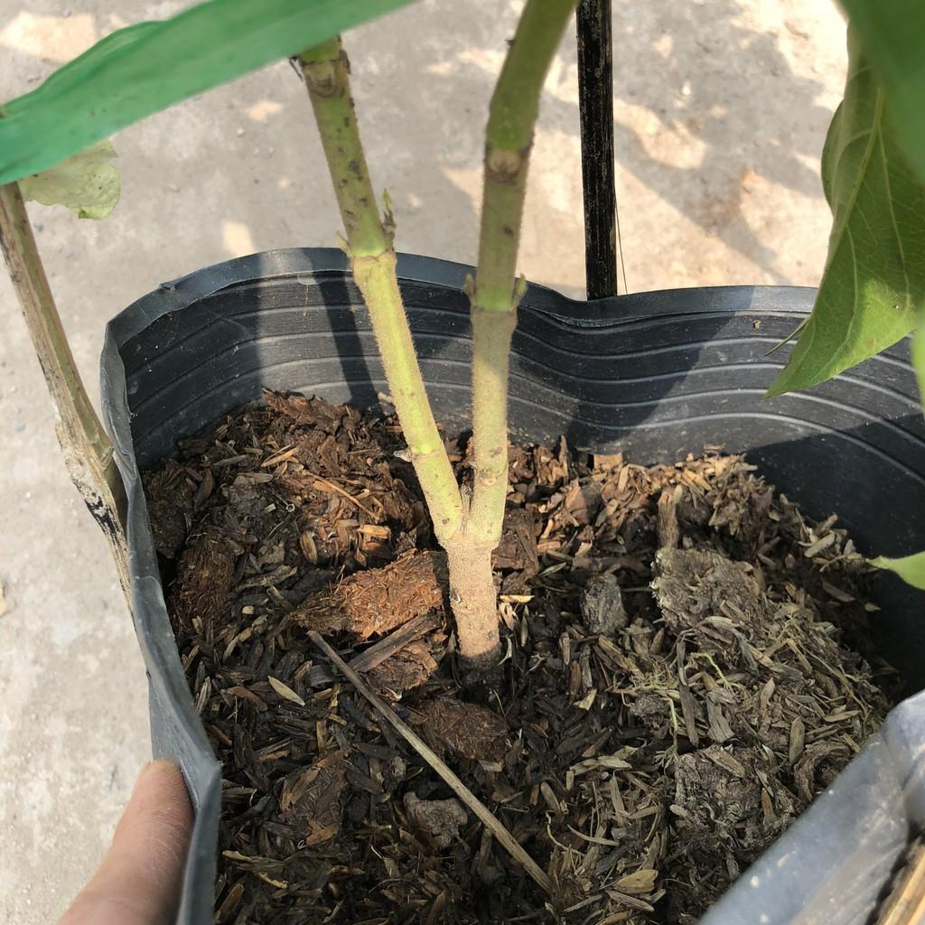 Cây hoa én bạc, chiều cao cây 35cm hoa trắng nở rộ dễ dàng chăm sóc, thích hợp trang trí cảnh quan sân vườn hàng rào