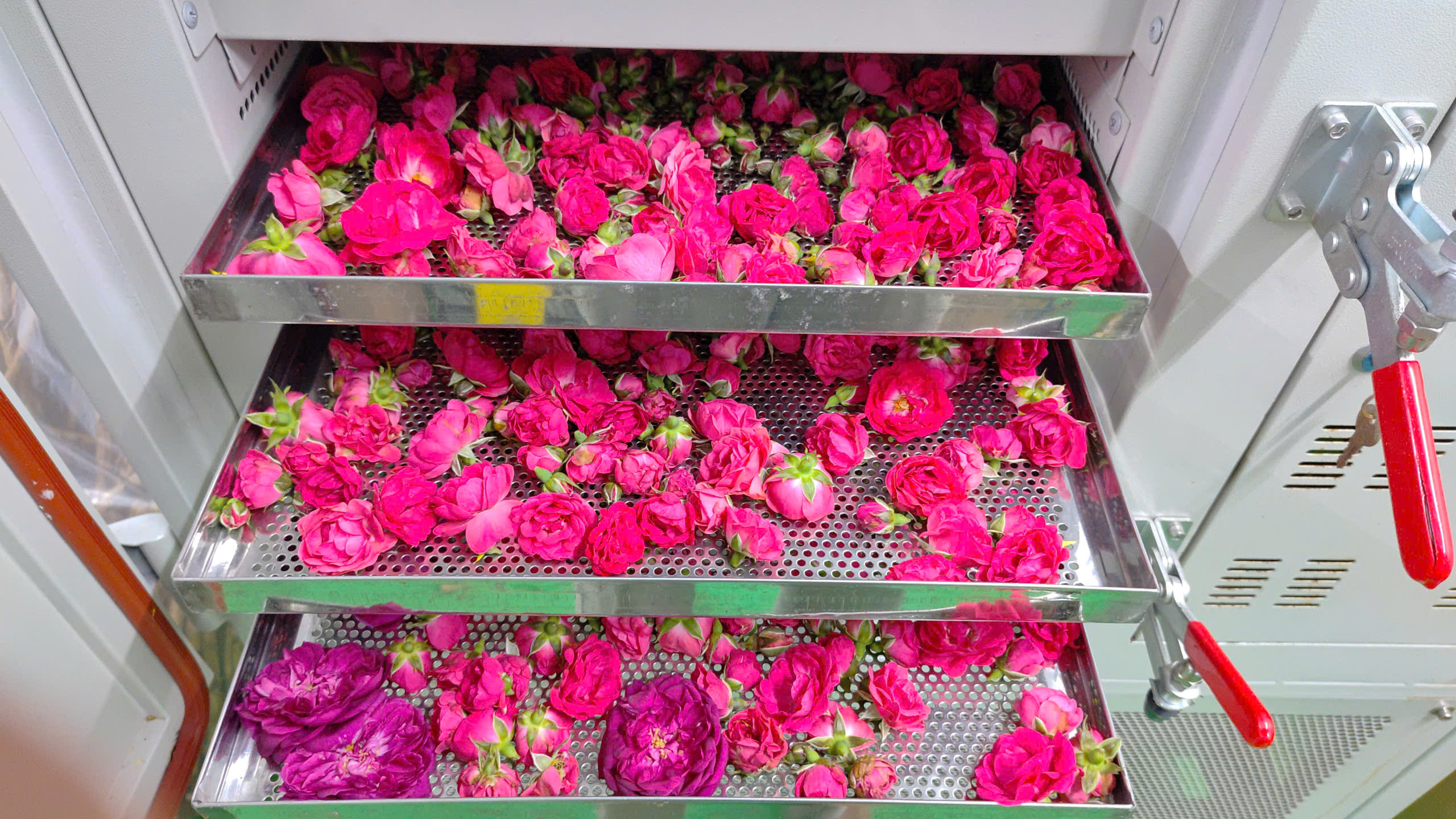 Trà Hoa Hồng O'Farm Sấy Khô Nguyên Bông – Trà Hoa Hồng OCOP 3 sao, Thiên Nhiên Thanh Nhiệt, Đẹp Da, Thơm Dịu