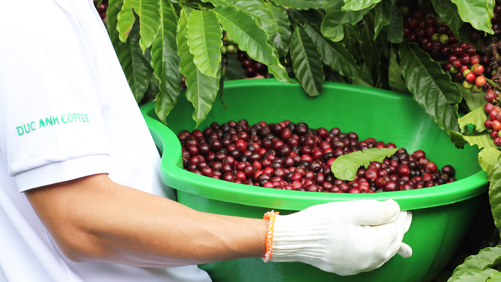 1kg Cà Phê Phối Hợp 80% Robusta và 20% Arabica Dạng Hạt -DUC ANH COFFEE