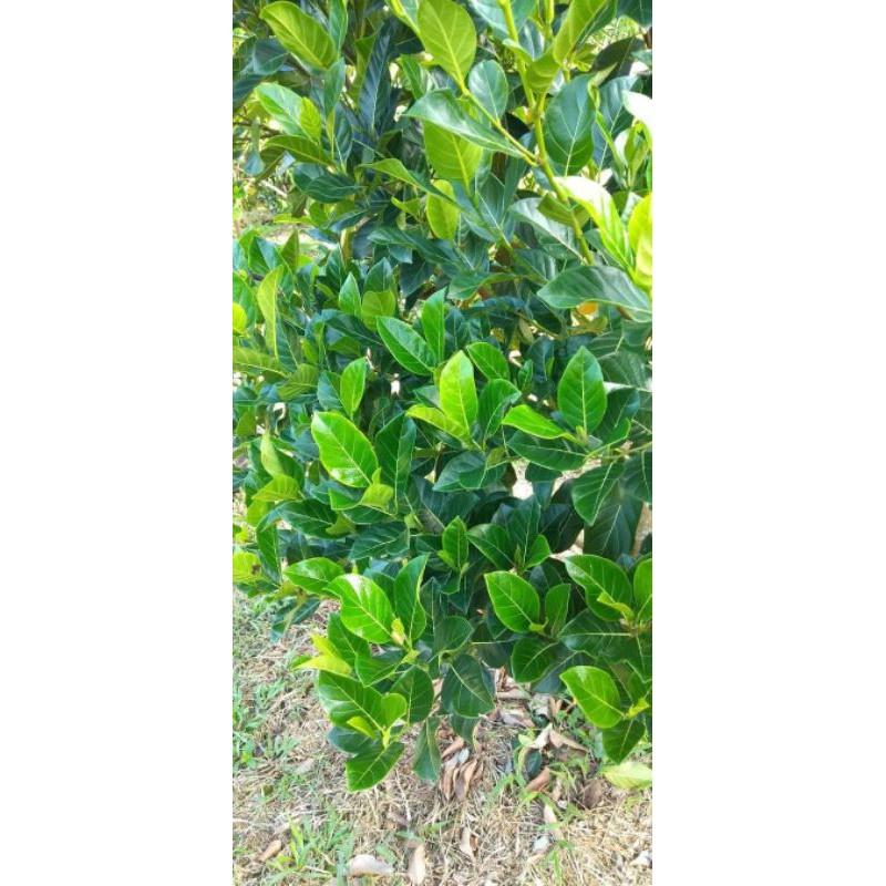 Cây giống mít thái siêu sớm