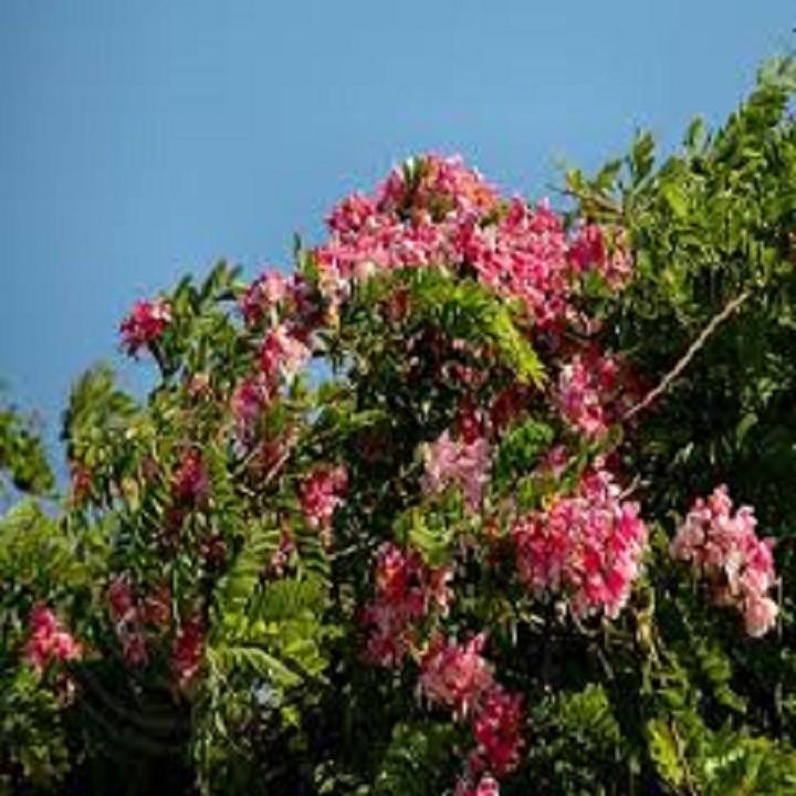 COMBO 5 Cây Giống Muồng Hoa Đào- hoa siêu đẹp