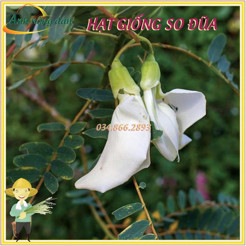 15g Hạt giống cây so đũa tứ quý thái - Tỷ lệ nảy mầm cao, cây sinh trưởng nhanh, dễ trồng