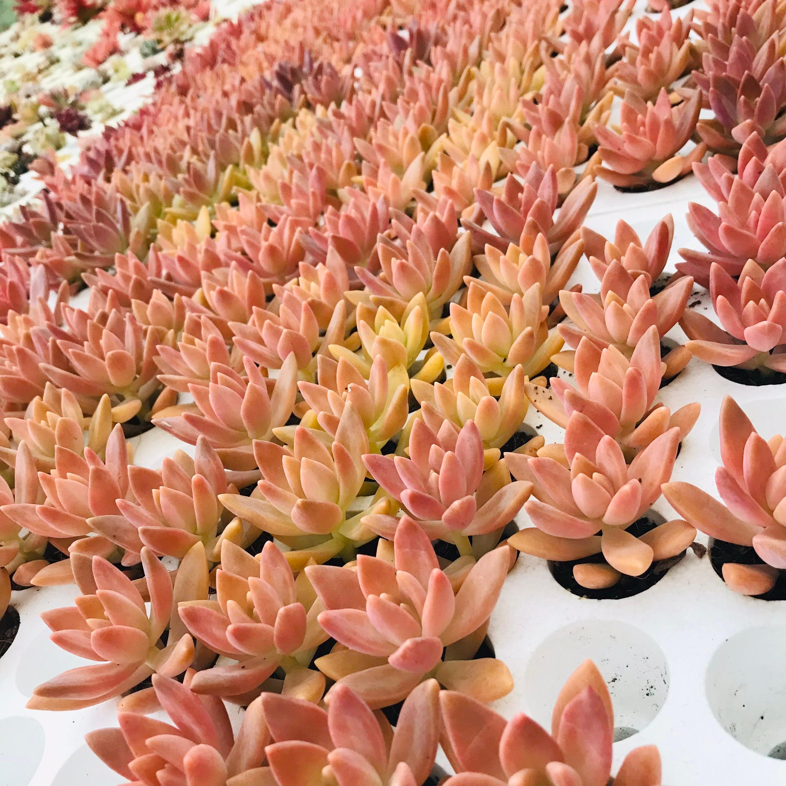 SEN ĐÁ ĐÁ ĐỎ SIZE MINI SIÊU KHOẺ ĐẸP LỖI 1 ĐỔI 1