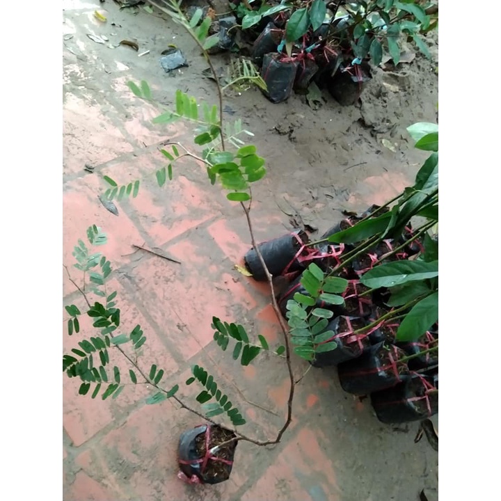 Cây me thái giống