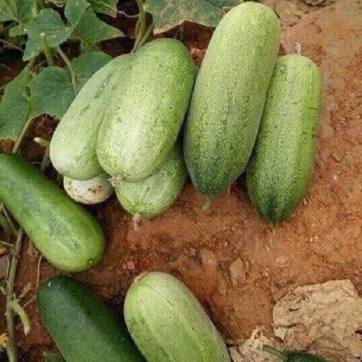 Combo 2 gói Hạt giống dưa chuột mèo Thái Lan-gói 10 hạt/tặng kèm gói phân bón lót