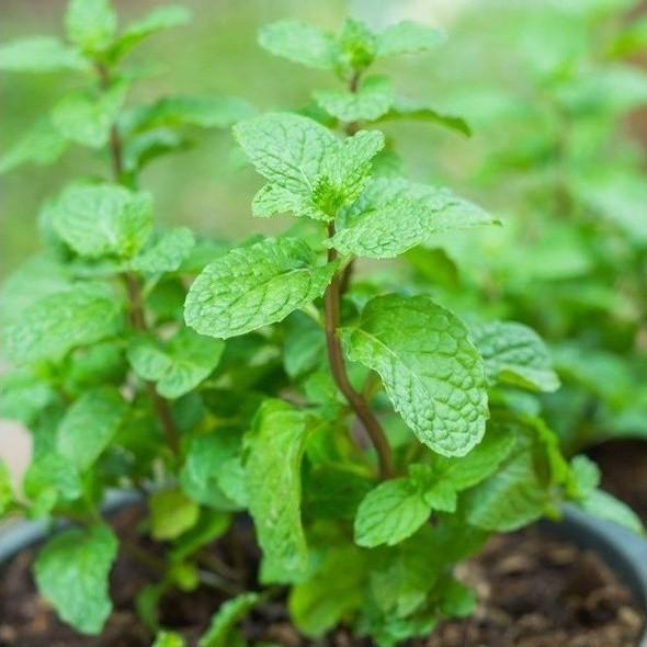 Hạt Giống Húng Lủi Chịu Nhiệt 0.2gram
