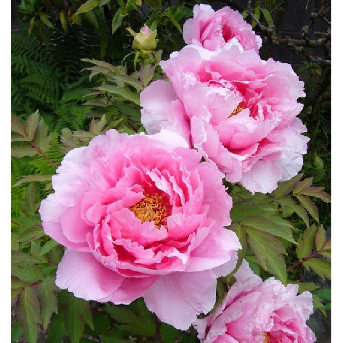 Hạt giống hoa mẫu đơn mix màu-gói 5 hạt