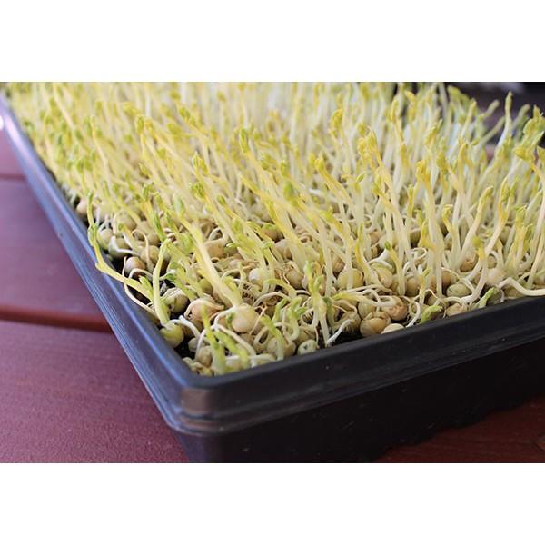 HẠT GIỐNG RAU MẦM ĐẬU HÀ LAN 20G