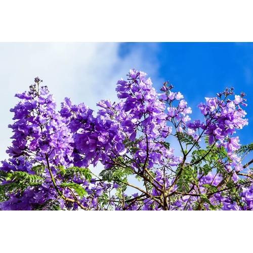 Hoa phượng tím chùm ớt đà lạt- hàng gửi đi nguyên bầu giống - HPTCODL