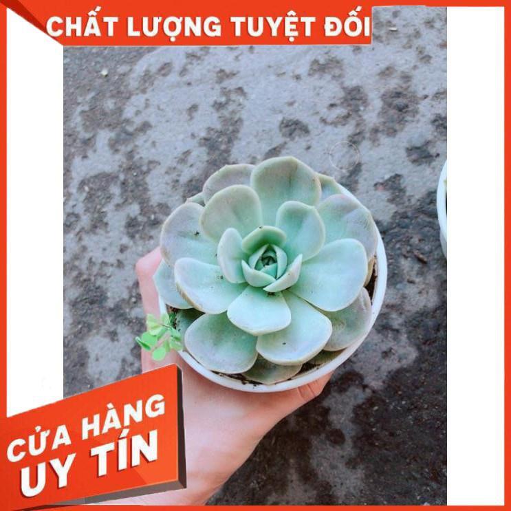 Chậu Sen Đá Hồng Nhiều Người Mua