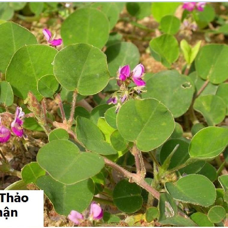 Hạt giống Kim tiền thảo 50 hạt/gói