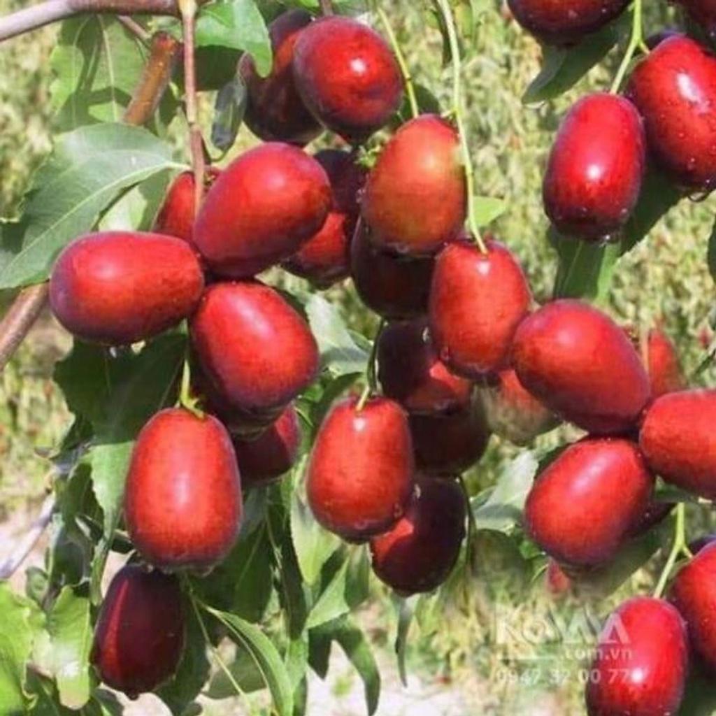 Cây giống hồng táo - cây giống nhập khẩu