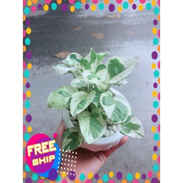 Chậu Cây Trầu Bà Sữa