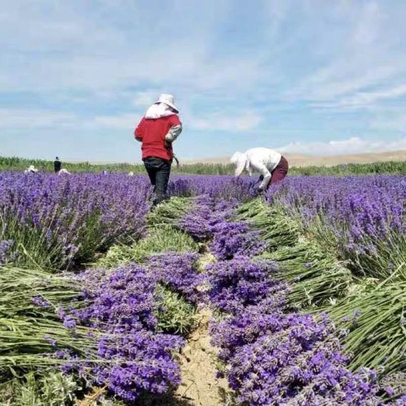 HÀNG NHẬP KHẨU — Túi Thơm Nụ Hoa Oải Hương Lavender