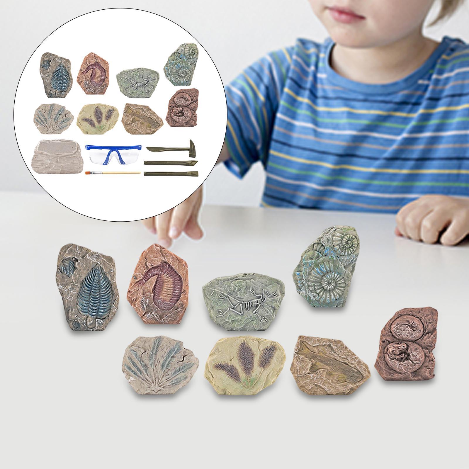 Dinosaur Excavation Kit Archaeology Discovery Kit for Toddler