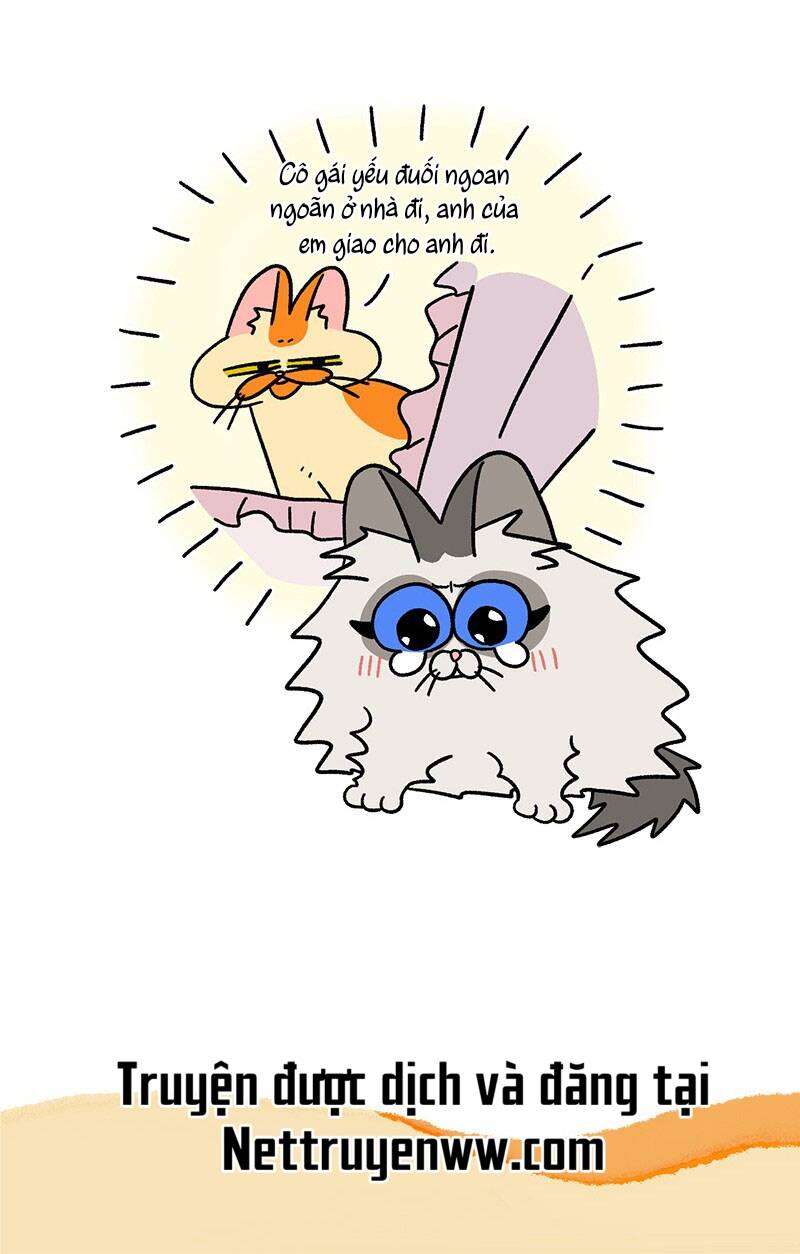 a mãn và mạch trà chapter 44.1 7