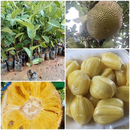 Cây giống mít dai ta cây trồng hạt