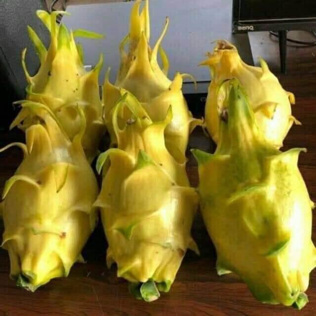 CÂY GIỐNG THANH LONG TRÁI VÀNG THÁI LAN