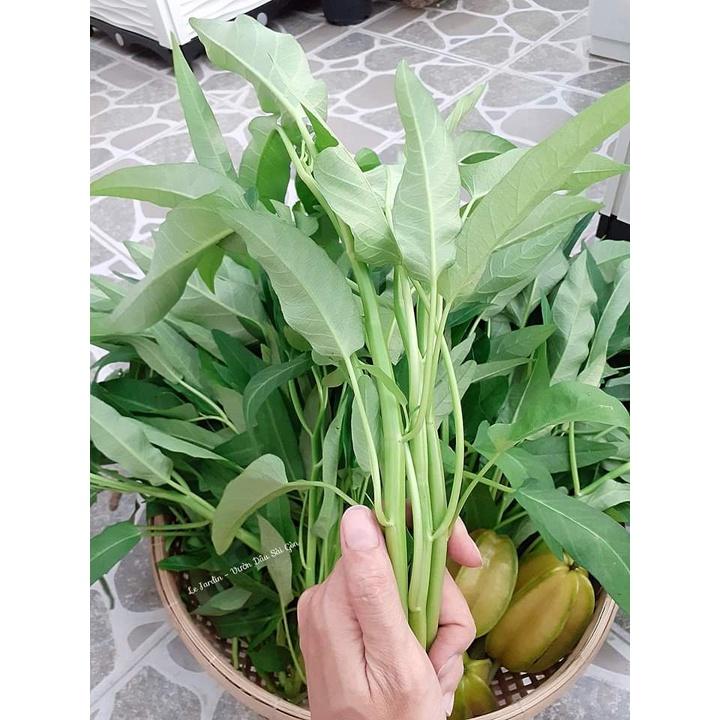 Hạt giống rau muống lá tre Rado 12 gói 50gr