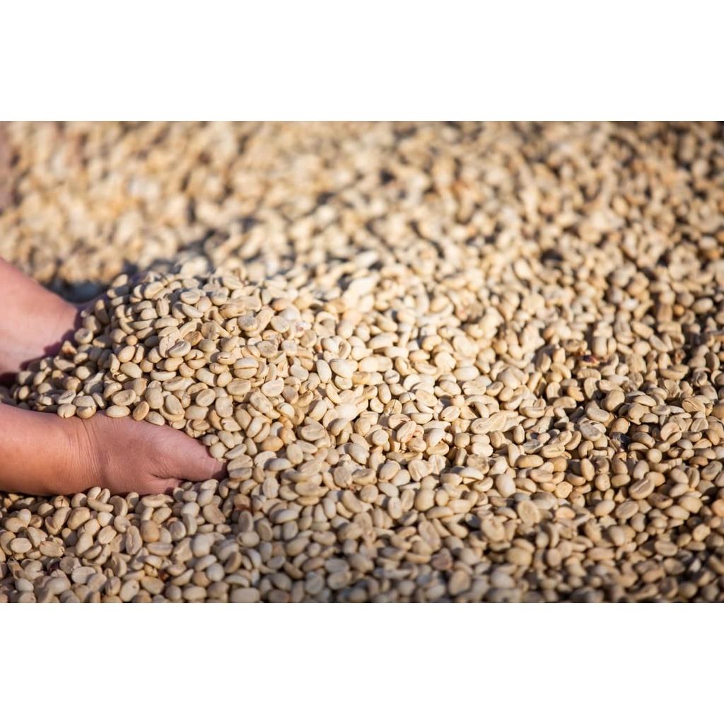 Arabica Washed - Vị đắng nhẹ, chua thanh, hương trái cây, hậu ngọt dịu - Cà phê pha phin/ Pha máy |250 - 500gr|